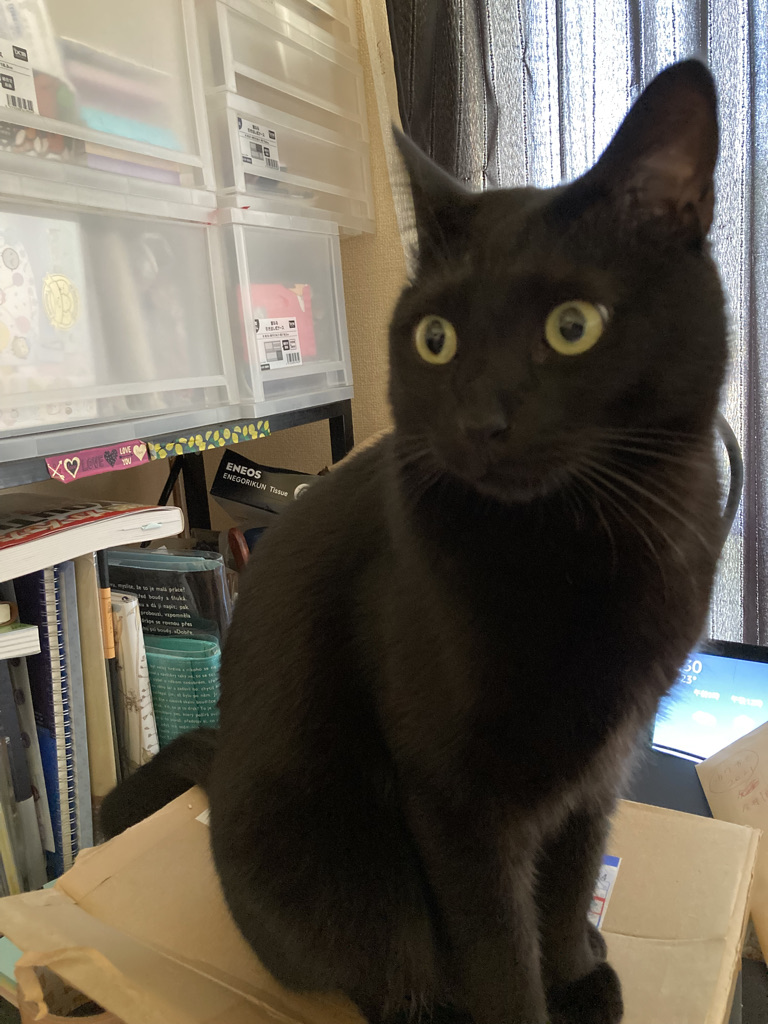 もしも文書箱の上に猫が乗っかったら、あなたはどうしますか?　〜自称ステキ女子の猫の飼い方〜